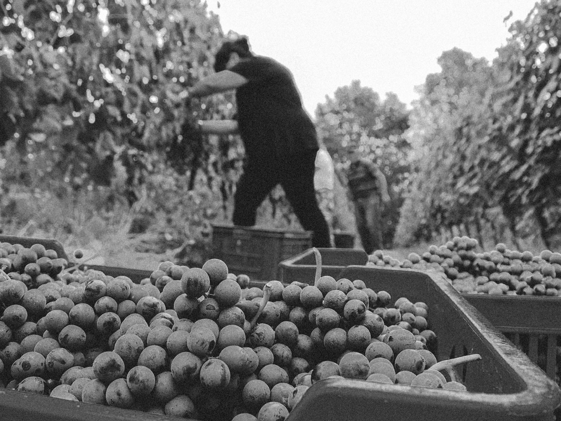 Francesco Rosso – vendemmia manuale