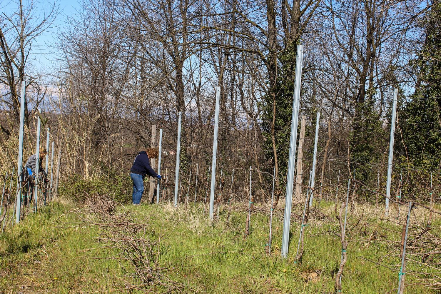 res_Francesco Rosso - Lavori in vigna res_Francesco Rosso - Lavori in vigna