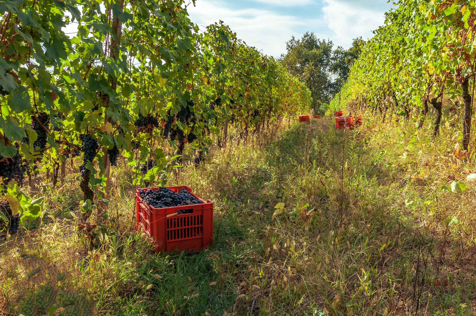 Francesco Rosso-vendemmia