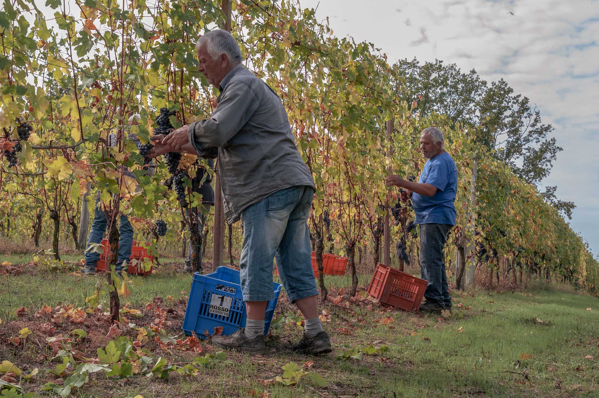 Francesco Rosso-vendemmia2