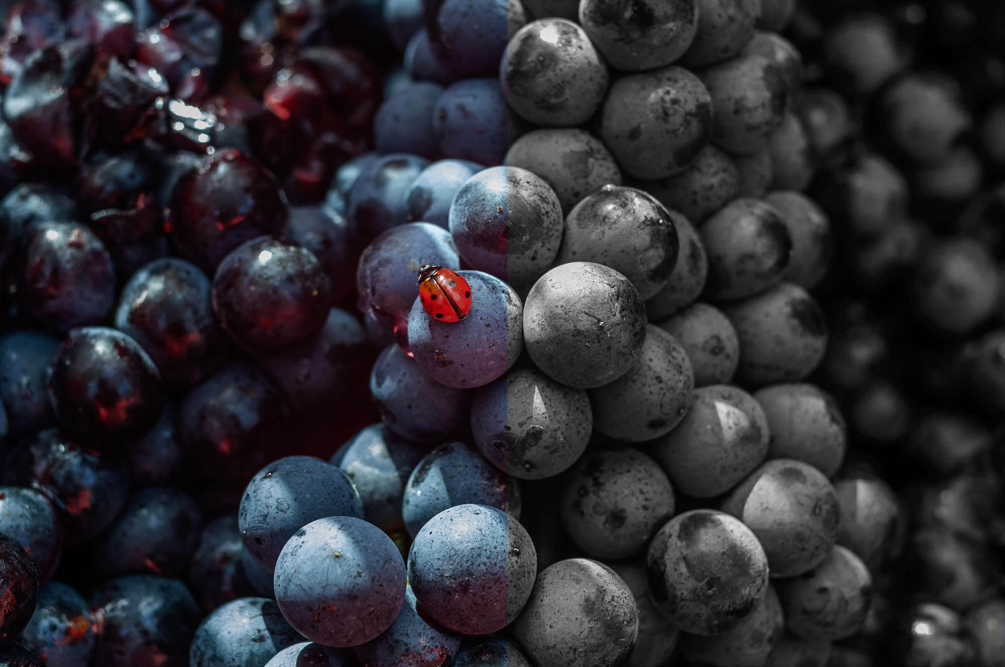 Francesco Rosso_uve_coccinella_bn